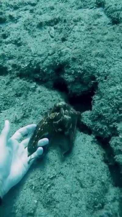 This definitely belongs here, what a little cutie!