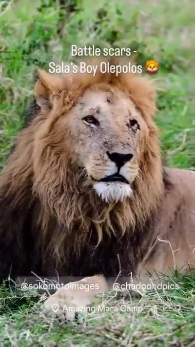 Osapuk Salas boy After a few days missing here’s new video for Salas boy osapuk. His facial scratches are healing though added a few fresh scars.