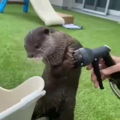otterly unimpressed