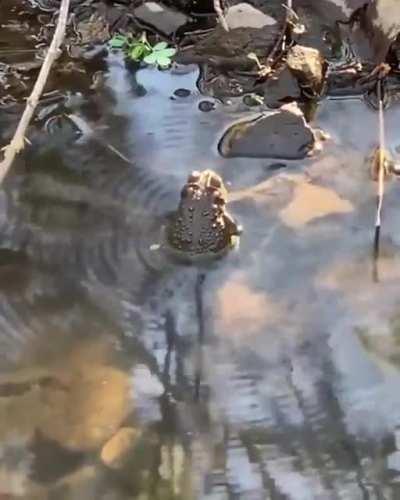the waves in the water formed by this frog singing
