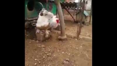 Brahma, The First Chicken