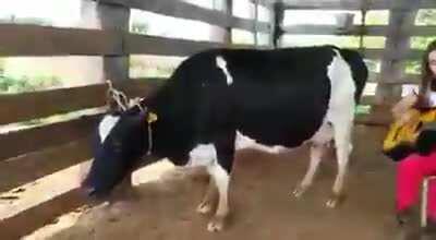MUSIC IS LIFE: the cow gives milk to the owner for free every time she plays the guitar.