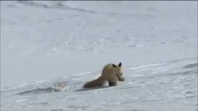 🔥 Detecting prey under three feet of snow is the kind of skill keep you alive