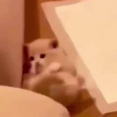 Smol Criminals doing chaos in our world, Unacceptable