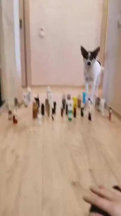 Cat vs. Dog Challenge