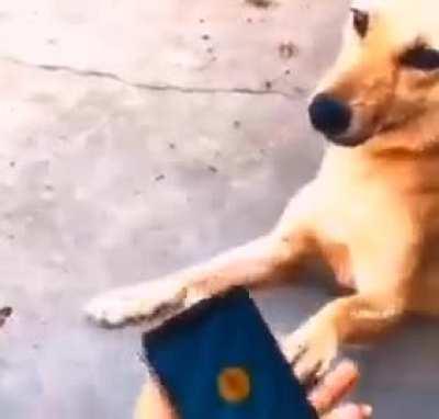 DoglaREDDIT - Video #0336