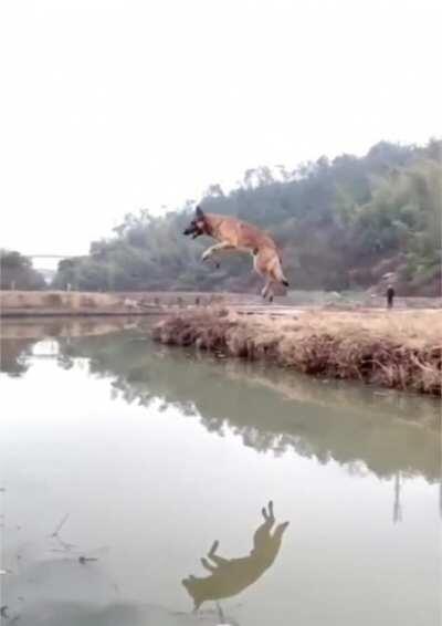 That’s some leap there, who’s a good boy.
