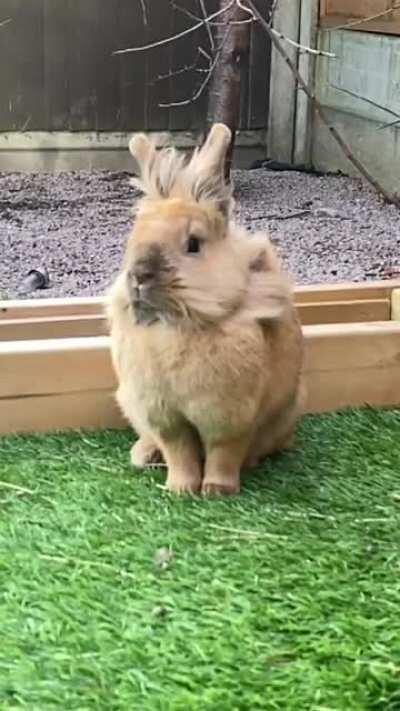 Honey belongs in a shampoo advert 🐰