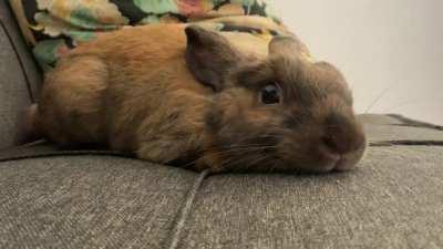 Lexé the sooty fawn netherland dwarf 🍀