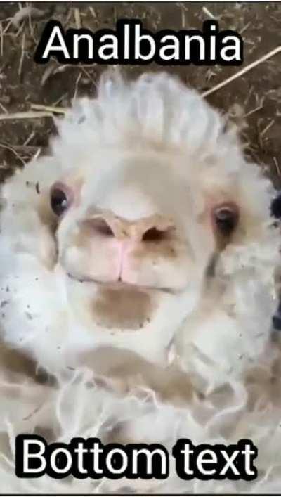 🇦🇱🇦🇱🇦🇱👐👐👐🦅🦅🦅