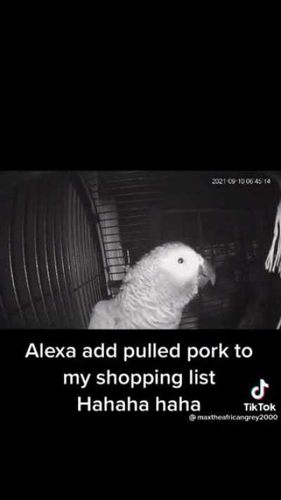 Bird does a little shopping online