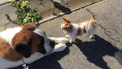 My little Suzy and her boyfriend Bernie