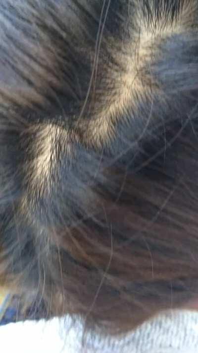 Japanese Girl Giving me a Blowjob in a Japanese Public Park