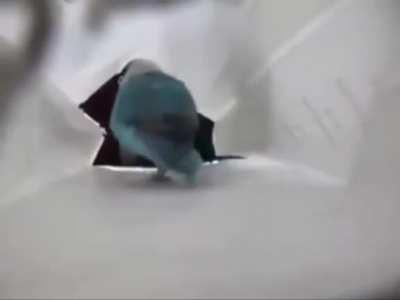 Check out my cool dance moves!