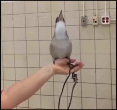 Ladies and gentlemen I present to you laughing Kookaburra 