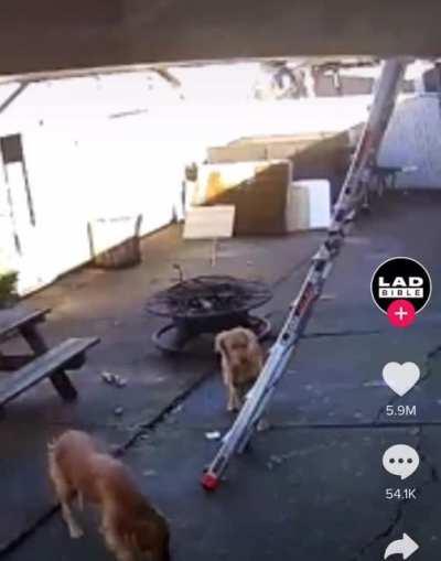 Good boy just wants to be with his owner