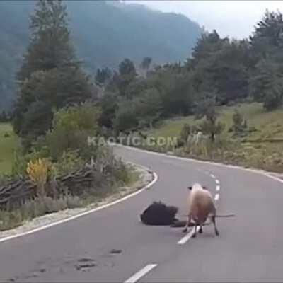 That last one looked painful