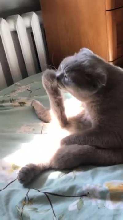 Ноги, крылья! Главное - хвост!