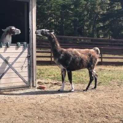 Paco runs away after kissing a girl (xpost r/Animal_Sanctuary)