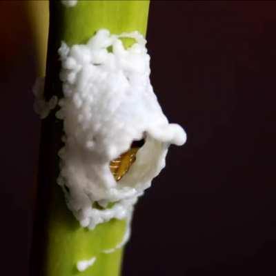 🔥 This caterpillar 3D-printing itself a nest 🔥