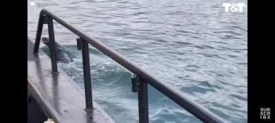 Well someone missed dinner