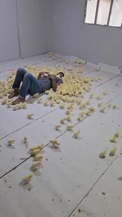 What happens when you act like a mother of chicks