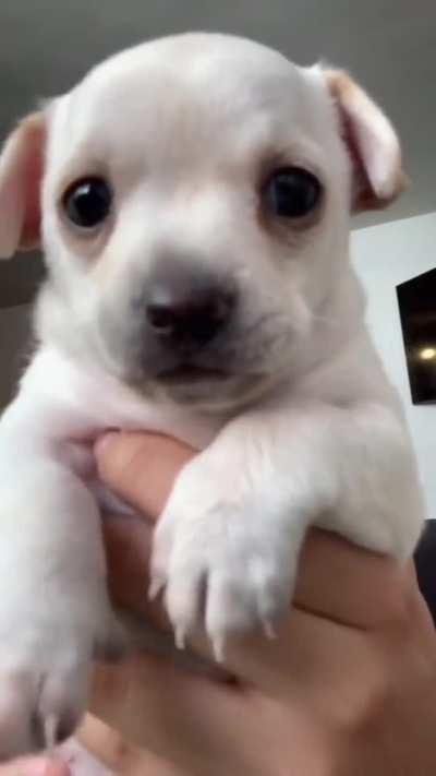 BeelcitosMemes - Video #3942