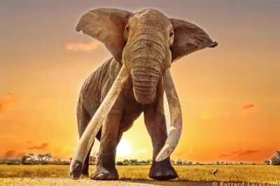 Last of the long tusk African elephants