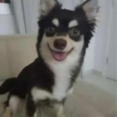 Lobinho tá diferente