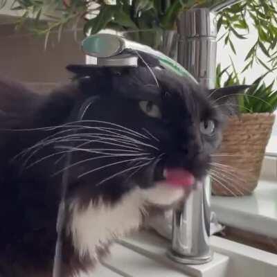 Cats are fucking weirdos