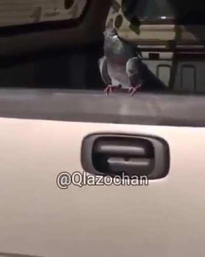 All my friends are toxic