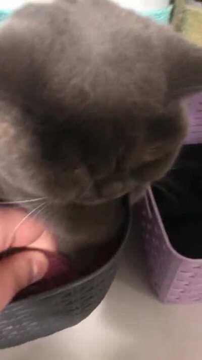 The guardian of the underwear