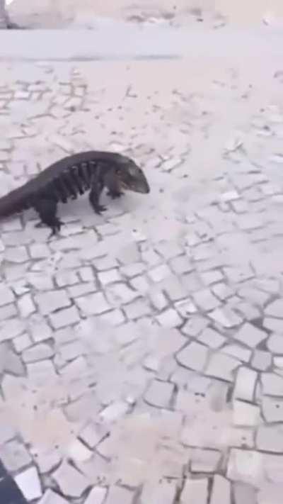 porque corre a 2 patas 💀