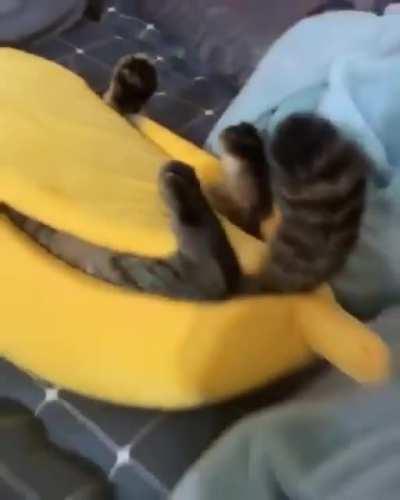 He really likes his new bed...