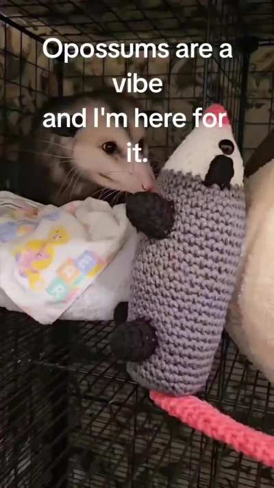 Opossum vibes