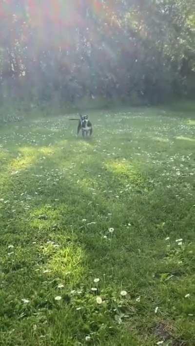 “I’m a happy, happy dog”