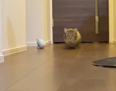 this guy really knows how to do the catipede