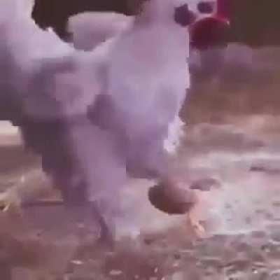 Nunca entenderé porque me da gracia este vídeo