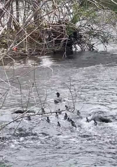 Merganser ducklings wiggle SO HARD upstream