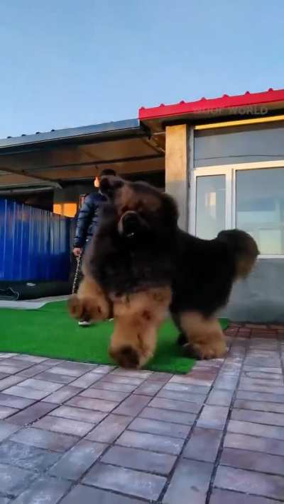 Giant dog. Good thing he's a lover, not a fighter.