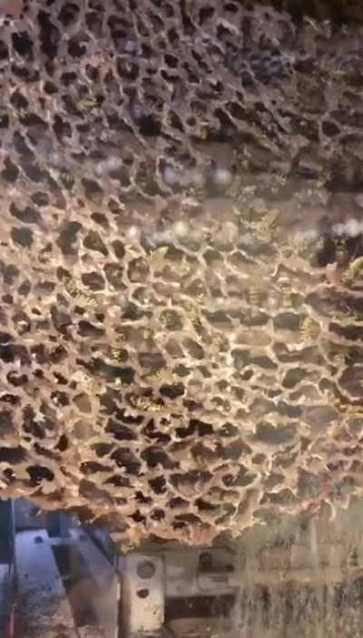 My friend's window [Link in comment]