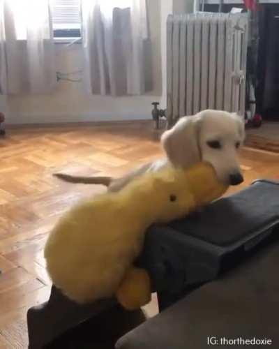 Doggo just wanted to cuddle his duckie toy...