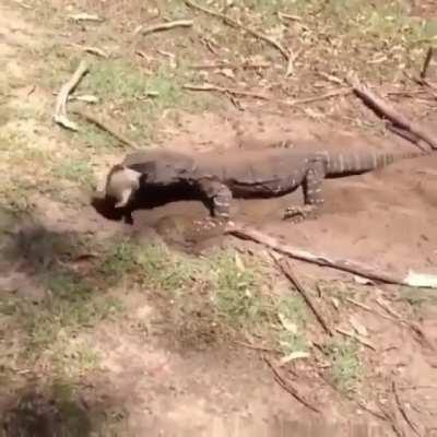 Monitor pulls a rabbit out of its burrow and swallows it whole