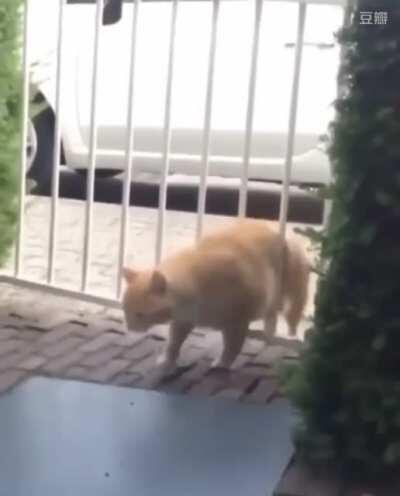 Fuck this gate in particular.