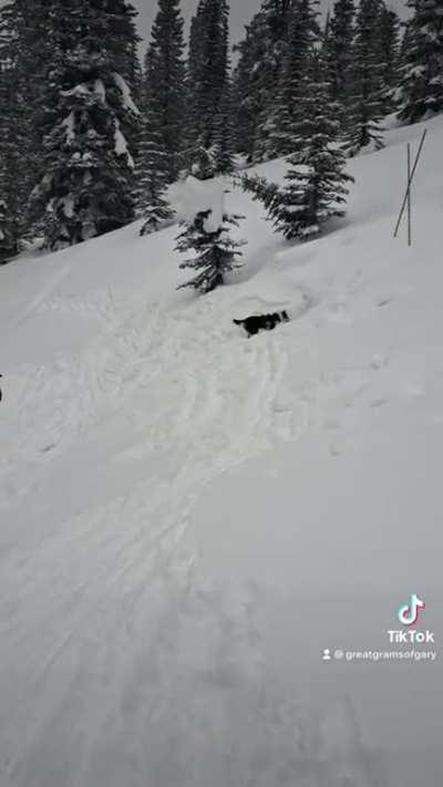 Avalanche rescue dogs vs avalanche rescue cats