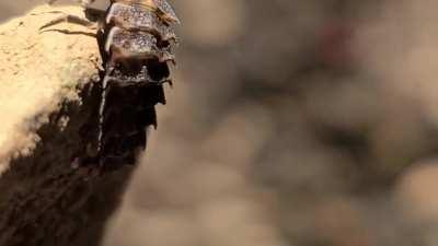 Found this thing under a small rock by a creek in West Virginia. Anyone know what this nightmare is?