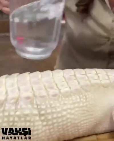 Fuck you *Decolorizes your crocodile*