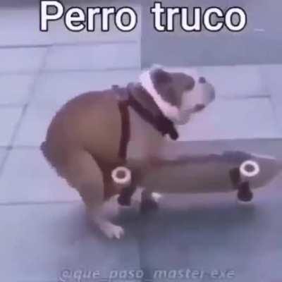 Perro truco