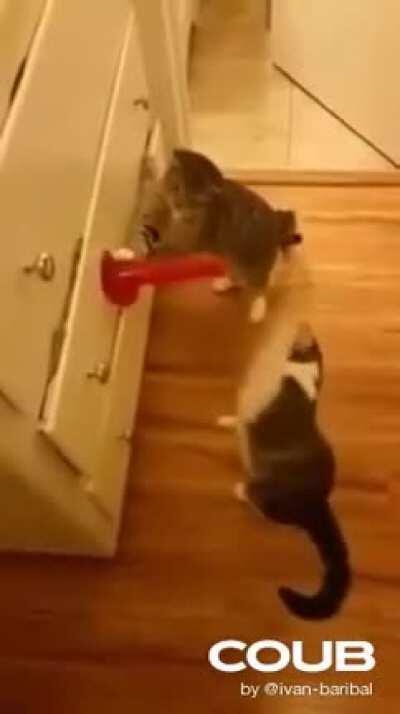 Hmm my ding ding dong...