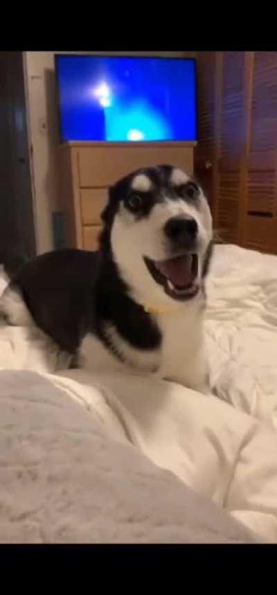 Another normal day with husky